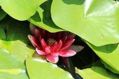 拍摄花卉一（1262）
