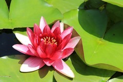 拍摄花卉一（1262）