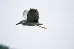 抓拍——明湖夜鹭（三）