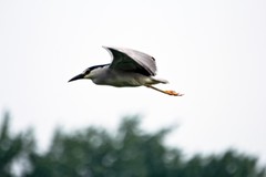 抓拍——明湖夜鹭（三）