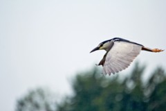 抓拍——明湖夜鹭（三）