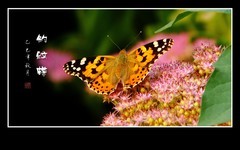 似花非花花飞花，如霞否霞霞叠霞