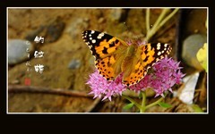 似花非花花飞花，如霞否霞霞叠霞