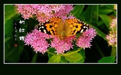 似花非花花飞花，如霞否霞霞叠霞