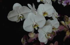 植物园蝴蝶兰二