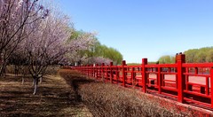 沈阳蒲河廊道山杏花儿开的美