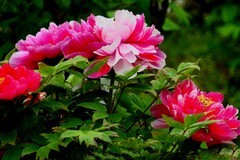 东湖牡丹园（二）