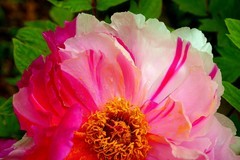 东湖牡丹园（二）