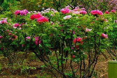 东湖牡丹园（二）