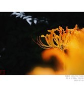 忽地笑（黄花石蒜）