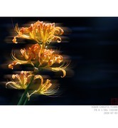 忽地笑（黄花石蒜）