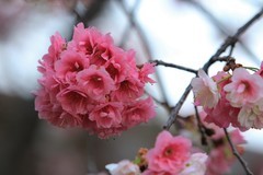 拍摄花卉一（1131）