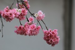 拍摄花卉一（1131）