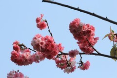拍摄花卉一（1131）