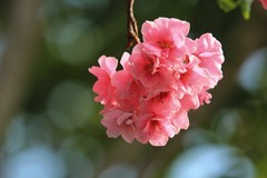 拍摄花卉一（1132）