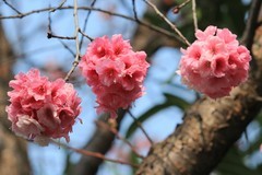 拍摄花卉一（1132）