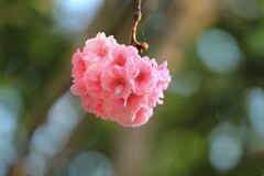 拍摄花卉一（1132）