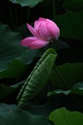 荷花 2026 — 12