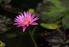 《睡莲花24》