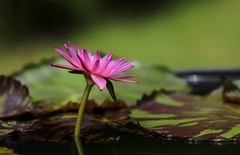 《睡莲花24》