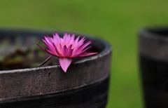 《睡莲花24》