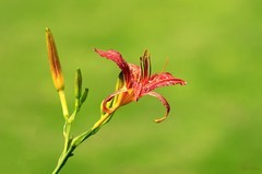 萱草花 (12)