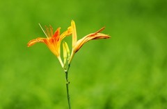 萱草花 (12)