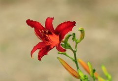 萱草花 (12)