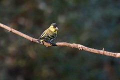 小黄雀（四十 二）