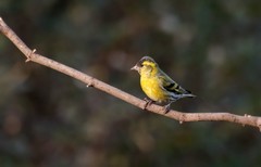 小黄雀（四十 二）