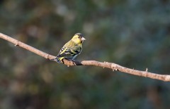 小黄雀（四十 二）