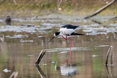 鸟中仙子---黑翅长脚鹬（二十五）