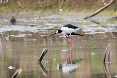 鸟中仙子---黑翅长脚鹬（二十五）