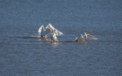 天鹅来了（十）