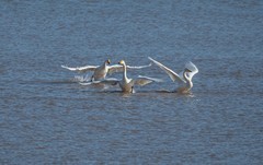 天鹅来了（十）