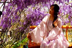 紫藤树下献妩媚