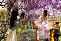 紫藤树下献妩媚