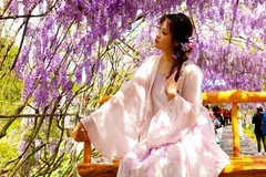 紫藤树下献妩媚