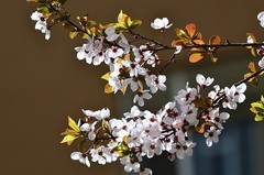 2026紫叶李（1）