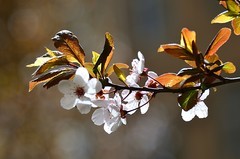 2026紫叶李（1）