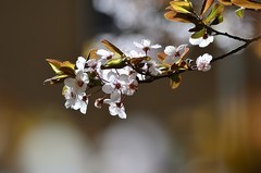 2026紫叶李（1）