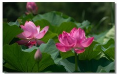 荷花（九）