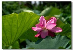 荷花（九）