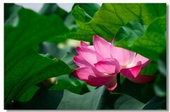 荷花（九）