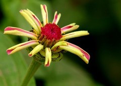 2145【不老松：纪实摄影】【不老松：纪实摄影】此時拍菊正当时：大运河畔的百日菊！