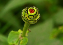 2144【不老松：纪实摄影】此時拍菊正当时：大运河畔的百日菊！