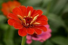 2144【不老松：纪实摄影】此時拍菊正当时：大运河畔的百日菊！