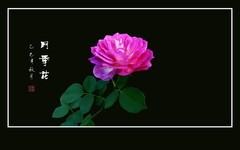 漂亮的花中皇后-月季花