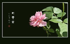 漂亮的花中皇后-月季花