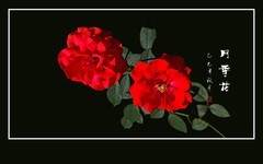 漂亮的花中皇后-月季花